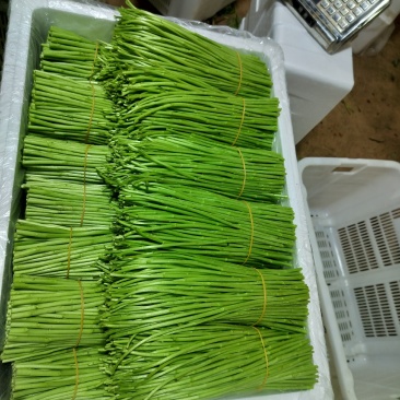 蔬菜黎蒿