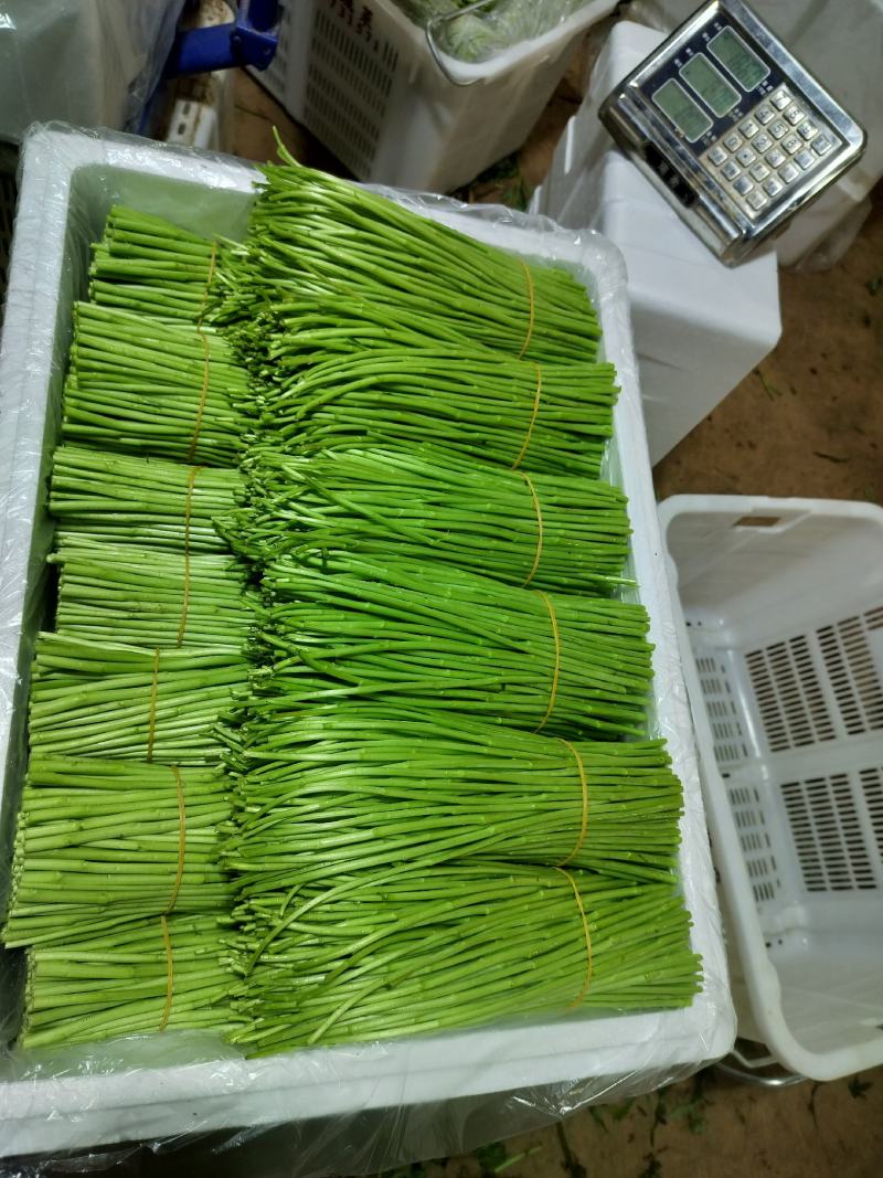 蔬菜黎蒿
