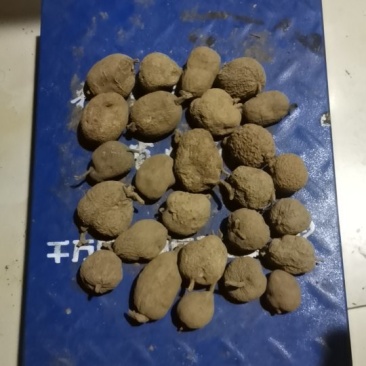 四川产地。金果榄干货