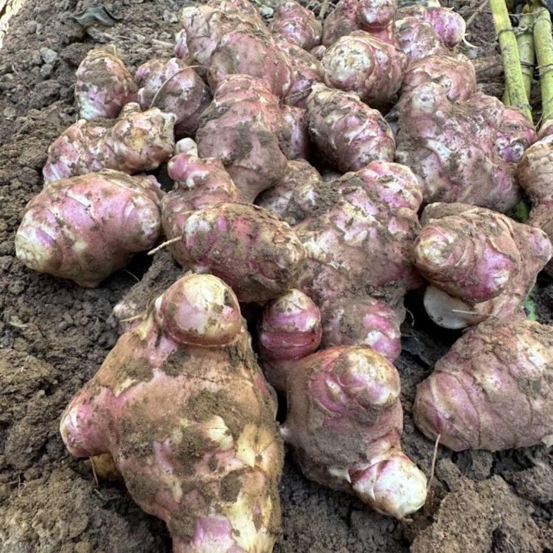 洋姜红洋姜白洋姜菊芋2025年新洋姜蔬菜
