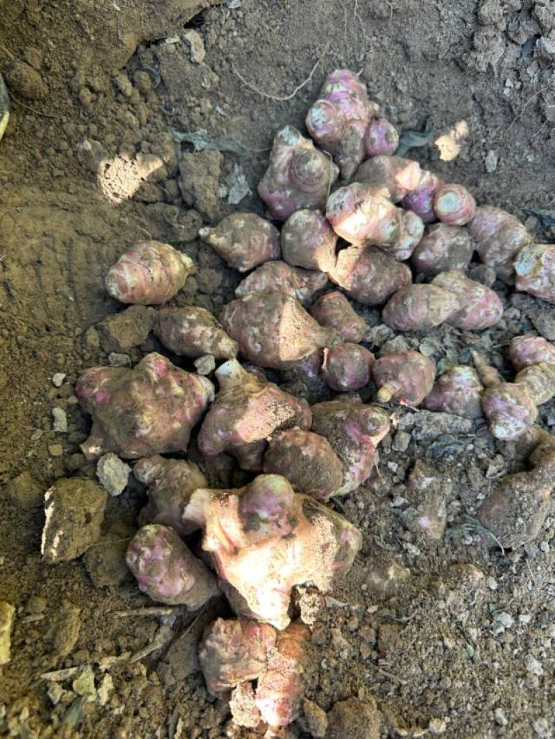 洋姜红洋姜白洋姜菊芋2025年新洋姜蔬菜