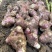 洋姜红洋姜白洋姜菊芋2025年新洋姜蔬菜