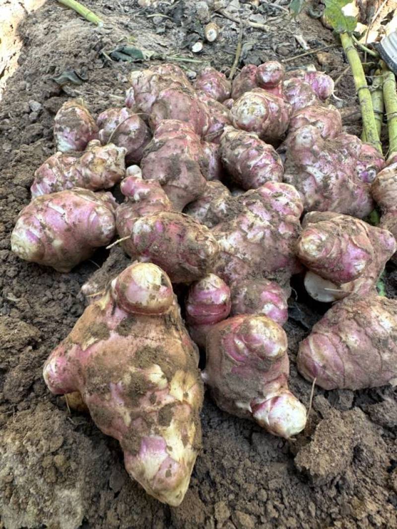 洋姜红洋姜白洋姜菊芋2025年新洋姜蔬菜