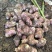 洋姜红洋姜白洋姜菊芋2025年新洋姜蔬菜