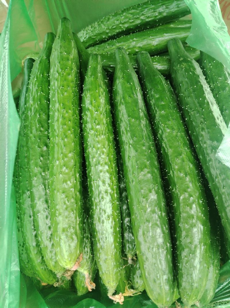 精品密刺黄瓜大量上市