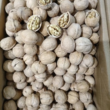 185纸皮核桃