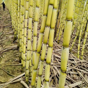 云南精品黄皮甘蔗产地直发皮薄甘甜价格合理支持视频