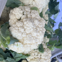 有机菜花白面青梗散花小米粒松花菜代收代发代加工全国发