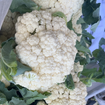 有机菜花白面青梗散花小米粒松花菜代收代发代加工全国发