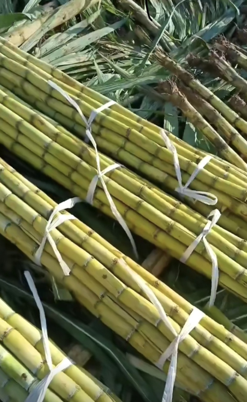 云南精品黄皮甘蔗产地直发皮薄甘甜价格合理支持视频