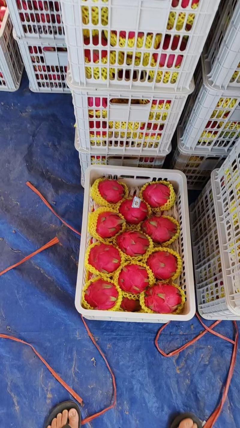 广东红心火龙果大量上市一手货源质量保证全国发货