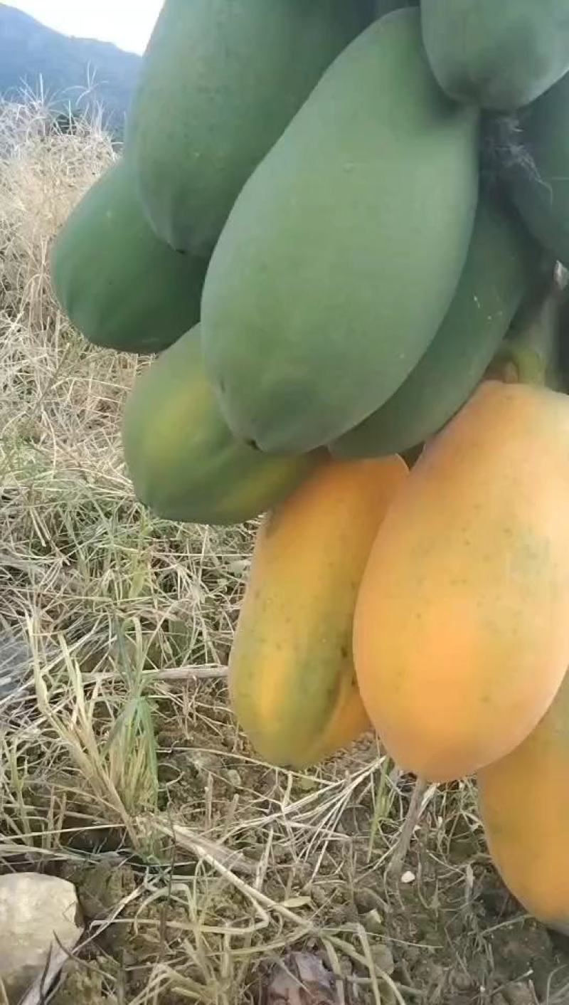 精品木瓜规格齐全一手货源基地直发可视频看货欢迎电话联系