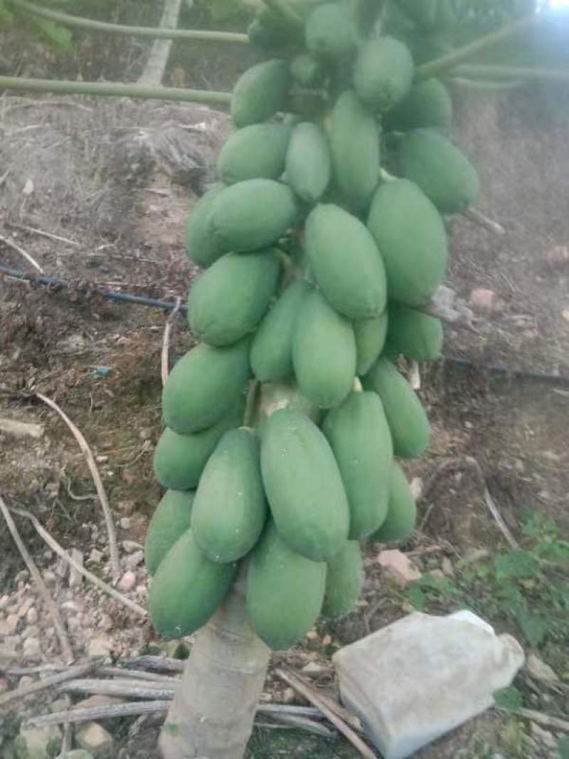 精品木瓜规格齐全一手货源基地直发可视频看货欢迎电话联系
