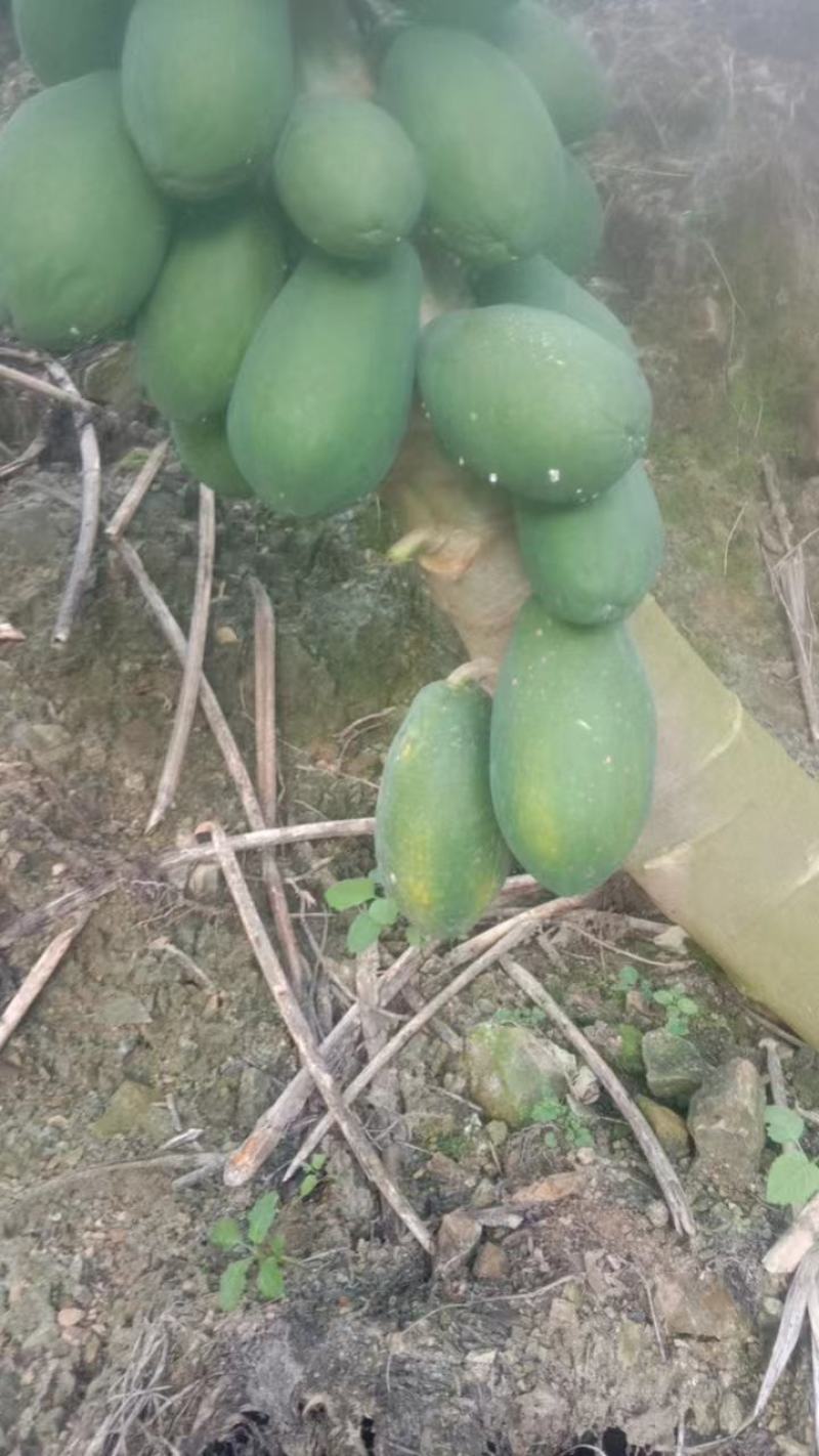 精品木瓜规格齐全一手货源基地直发可视频看货欢迎电话联系