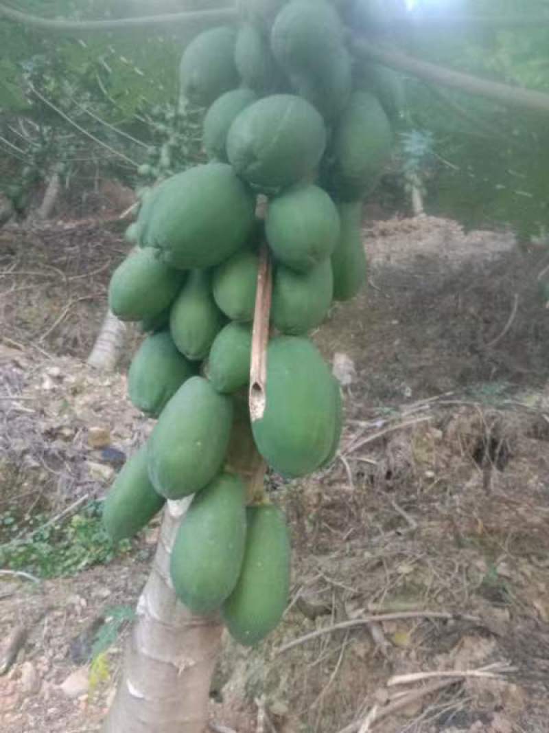 精品木瓜规格齐全一手货源基地直发可视频看货欢迎电话联系