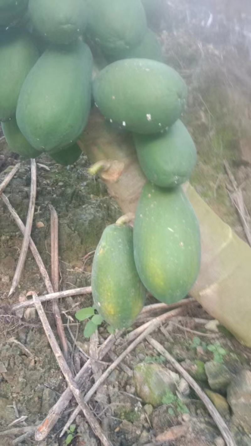 精品木瓜规格齐全一手货源基地直发可视频看货欢迎电话联系