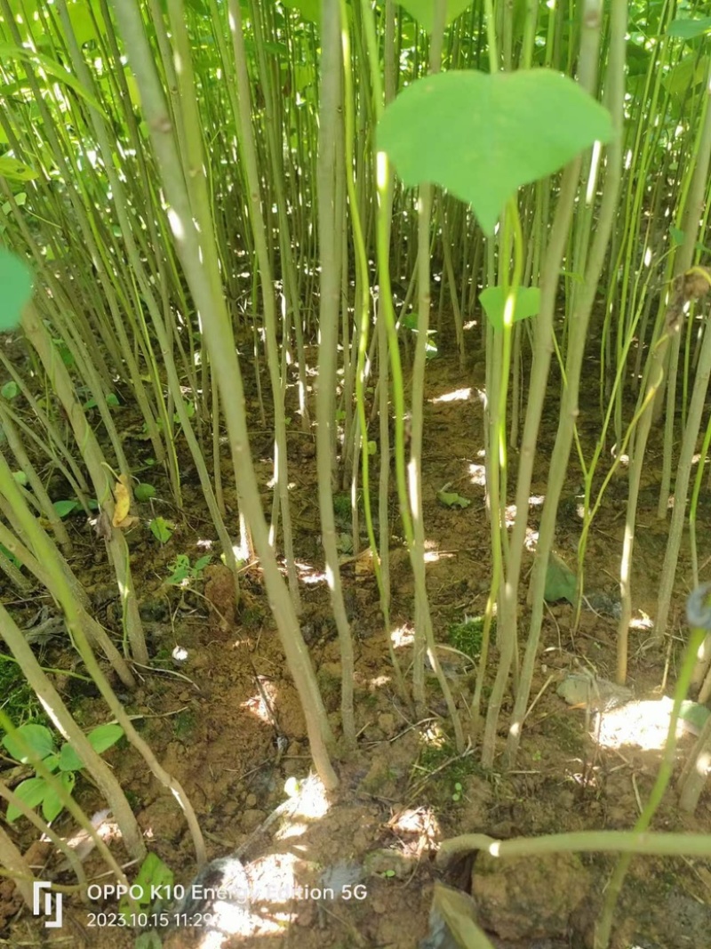 【乌桕苗】乌桕树苗大量供应苗圃直发提供技术欢迎咨询