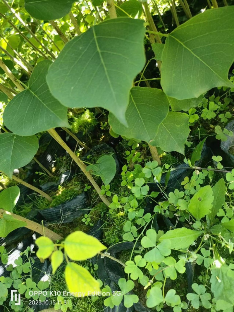 【乌桕苗】乌桕树苗大量供应苗圃直发提供技术欢迎咨询