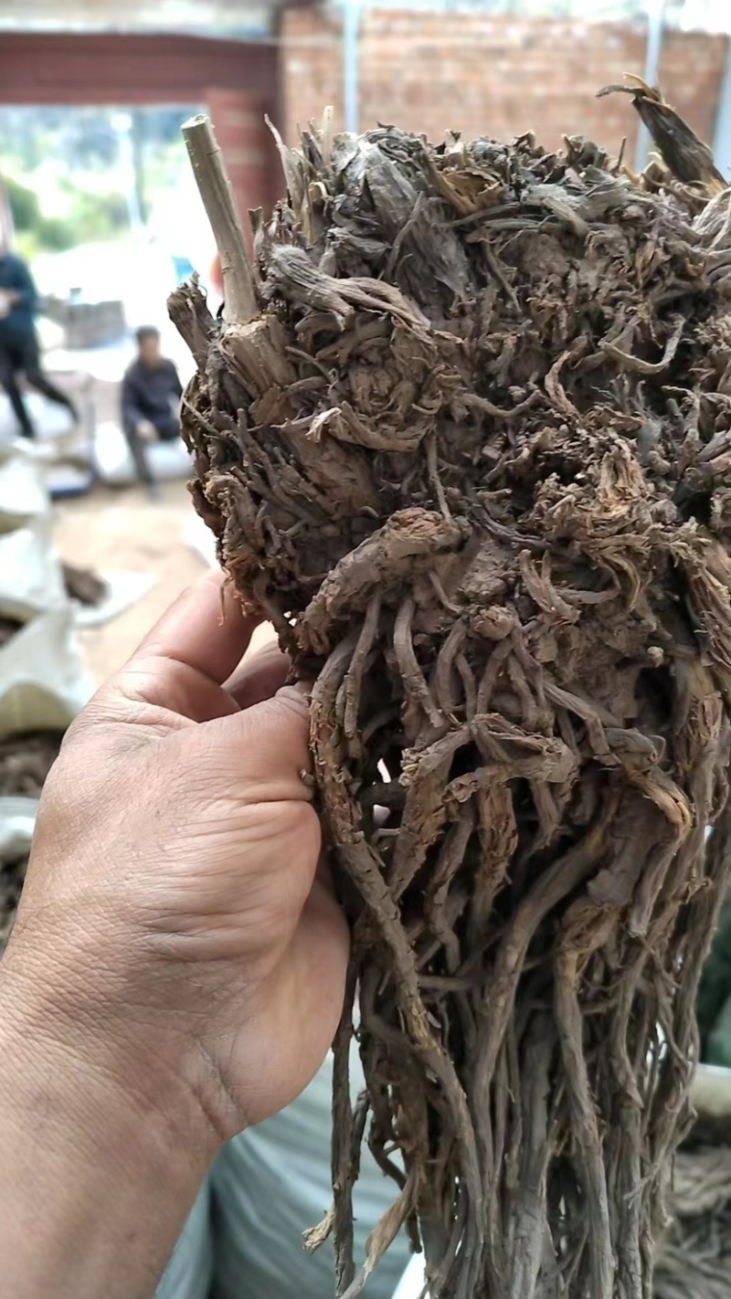 药材羌活，中药材，品质保障，一手代工