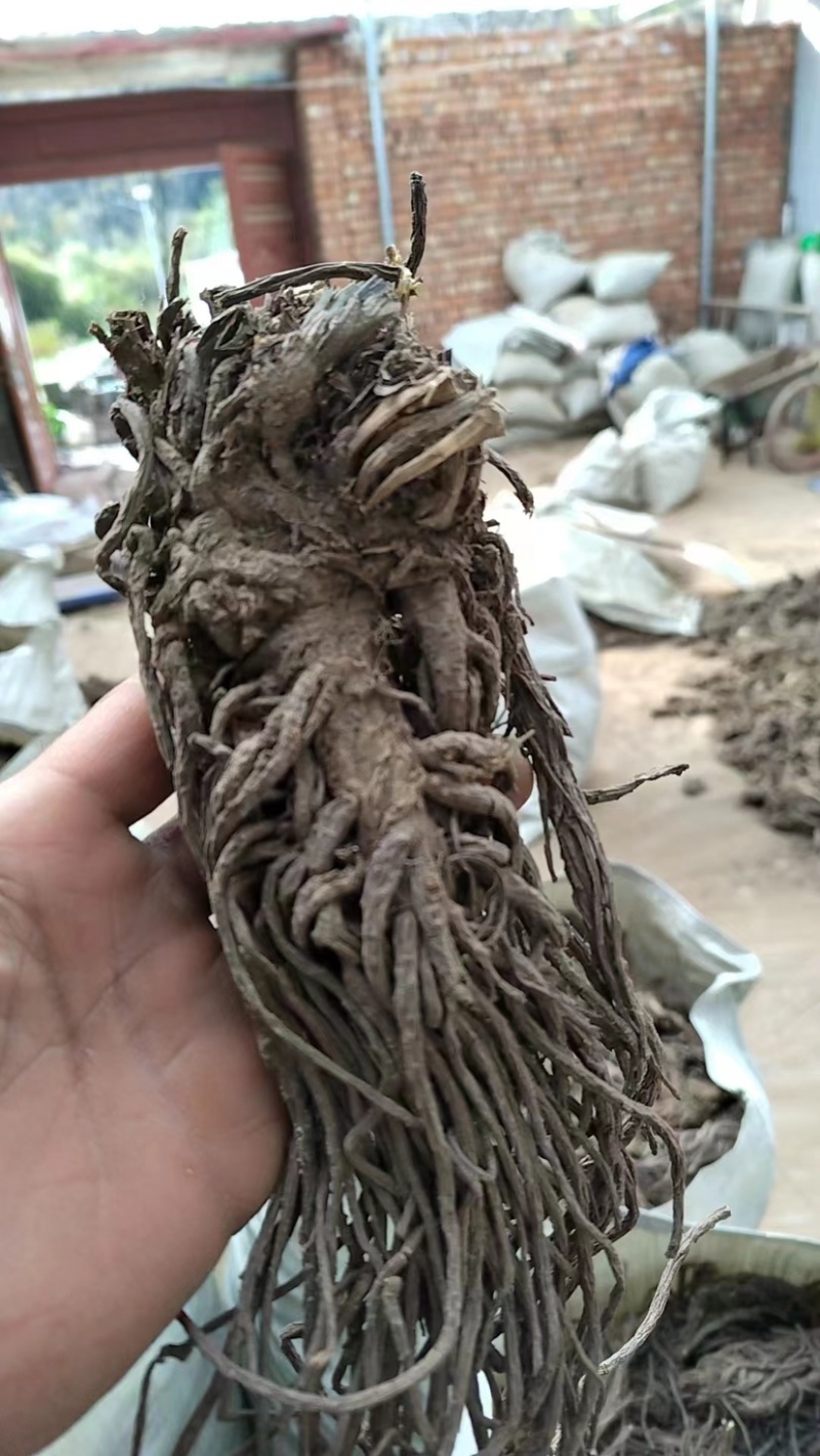 药材羌活，中药材，品质保障，一手代工