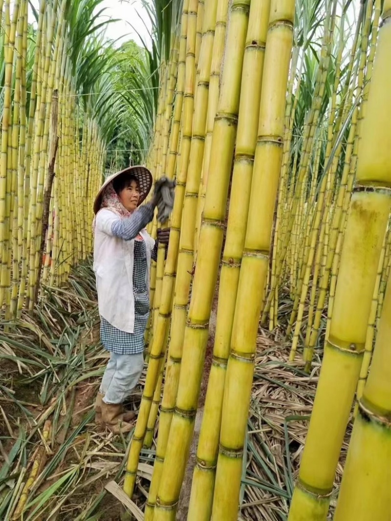 云南甘蔗黄皮甘蔗看货有货耐运输全国发货