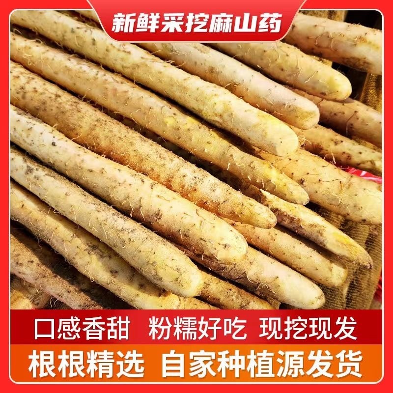 山东莘县山药赶集货电商货网袋货山药段纸箱货