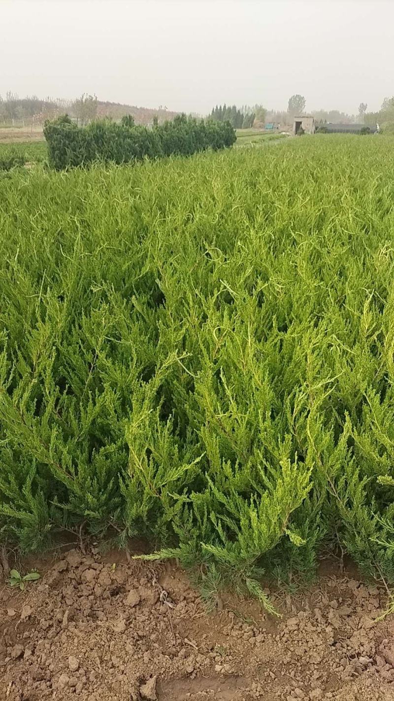 龙柏