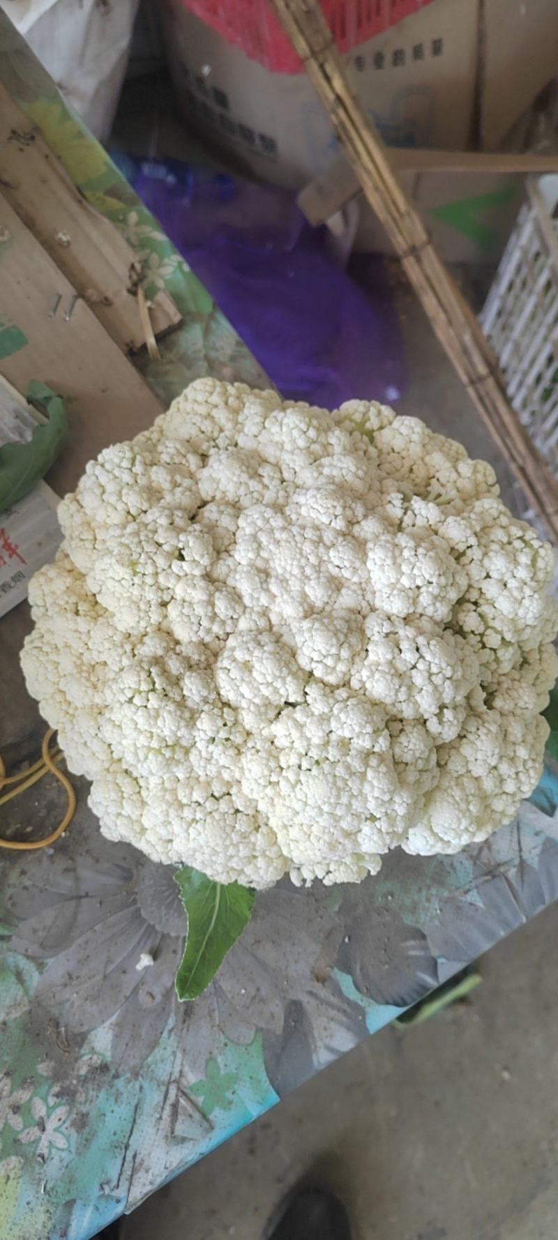 湖北省，天门市白面有机花菜已大量上市，有需求的客户请联系