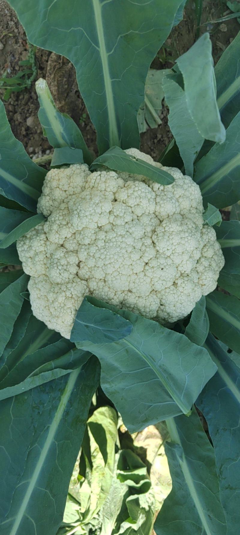 湖北省，天门市白面有机花菜已大量上市，有需求的客户请联系