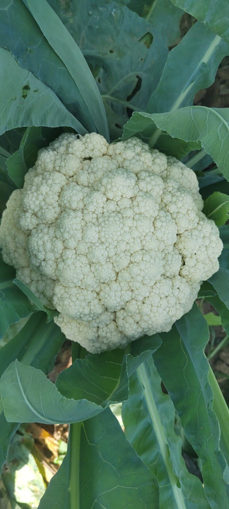 湖北省，天门市白面有机花菜已大量上市，有需求的客户请联系
