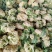 湖北省，天门市白面有机花菜已大量上市，有需求的客户请联系