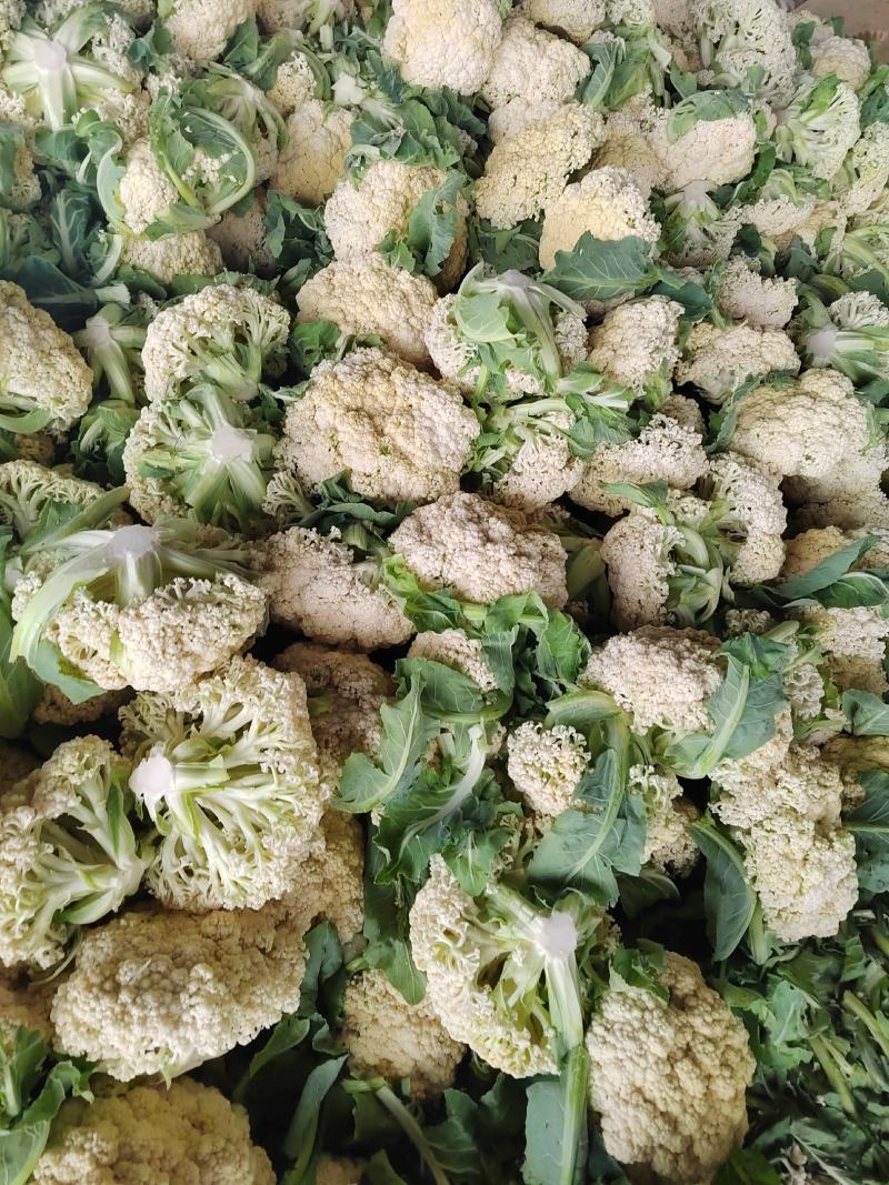 湖北省，天门市白面有机花菜已大量上市，有需求的客户请联系