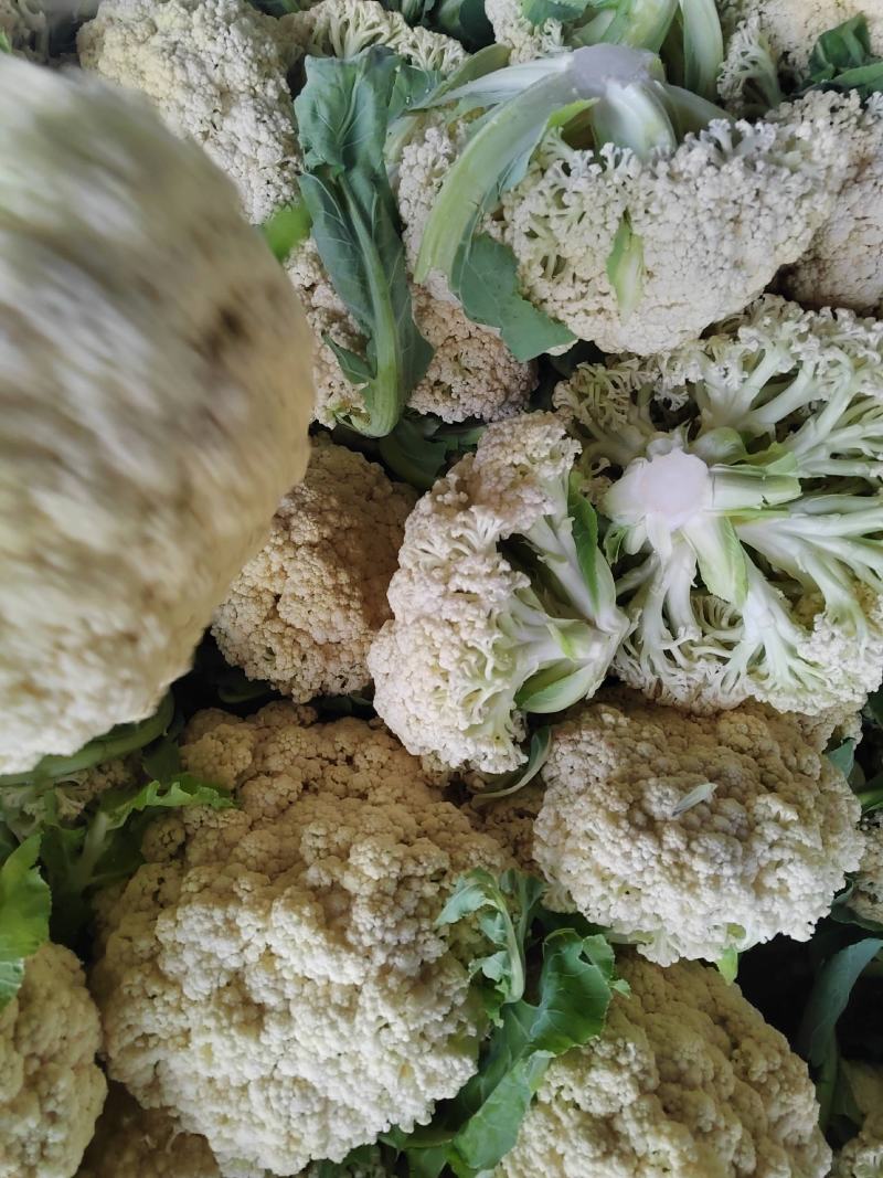 湖北省，天门市白面有机花菜已大量上市，有需求的客户请联系