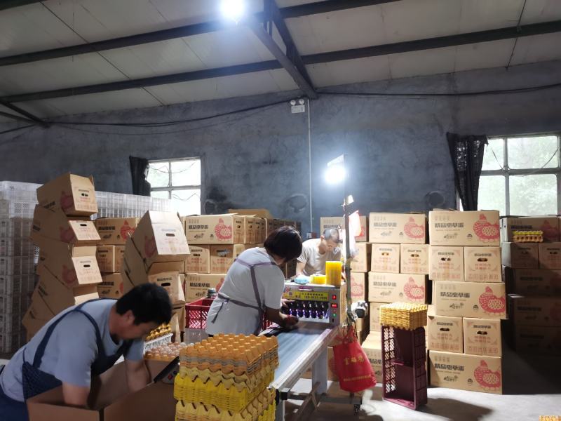 山东双色鸡蛋，粉蛋，可整车，鸡场直供，价格随行就市