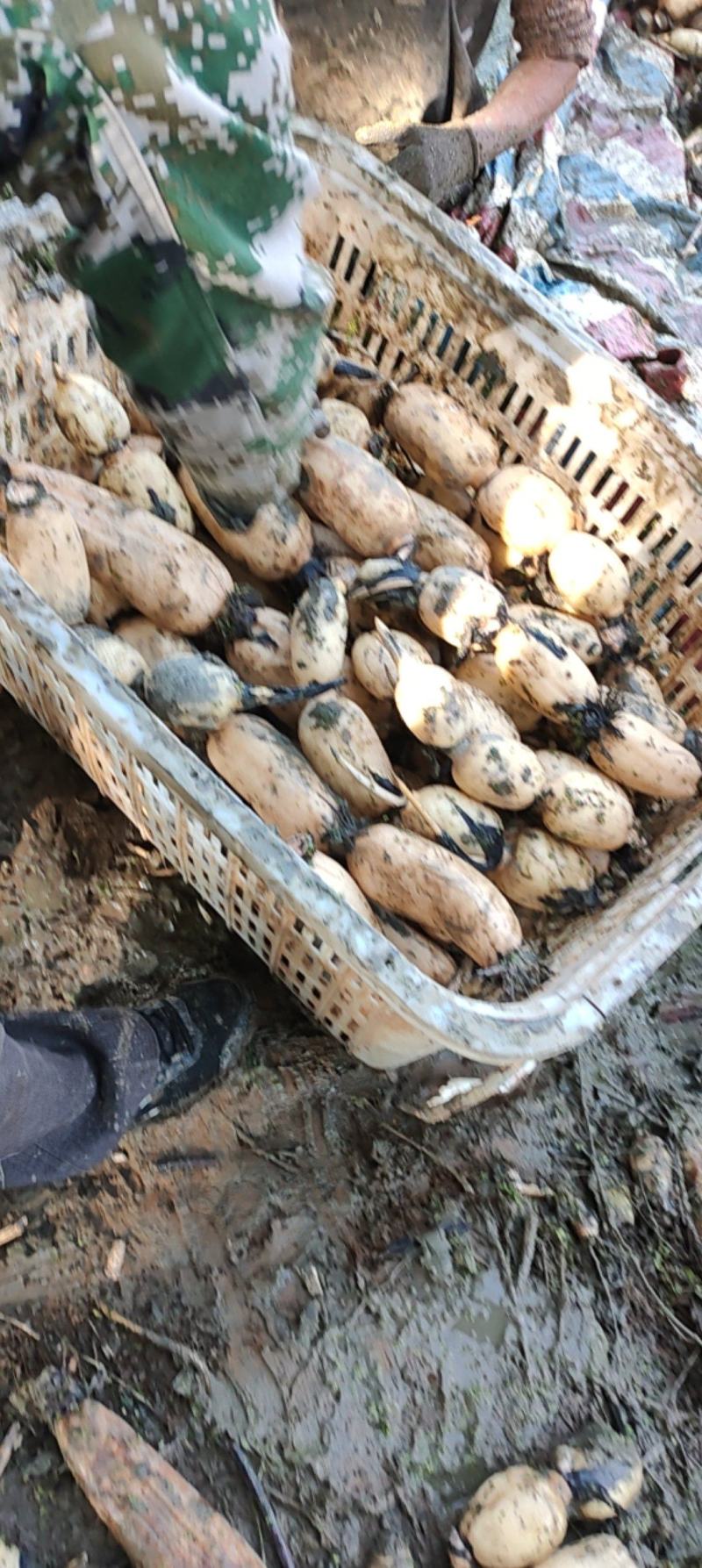 阜南精品莲藕一手货源品质好货源充足可以视频看货