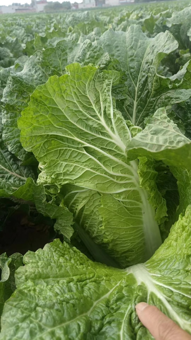 黄心大白菜有需要的老板联系。