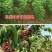 果园直发车厘子樱桃树苗美国一号布鲁克斯萨米脱包品种不活补