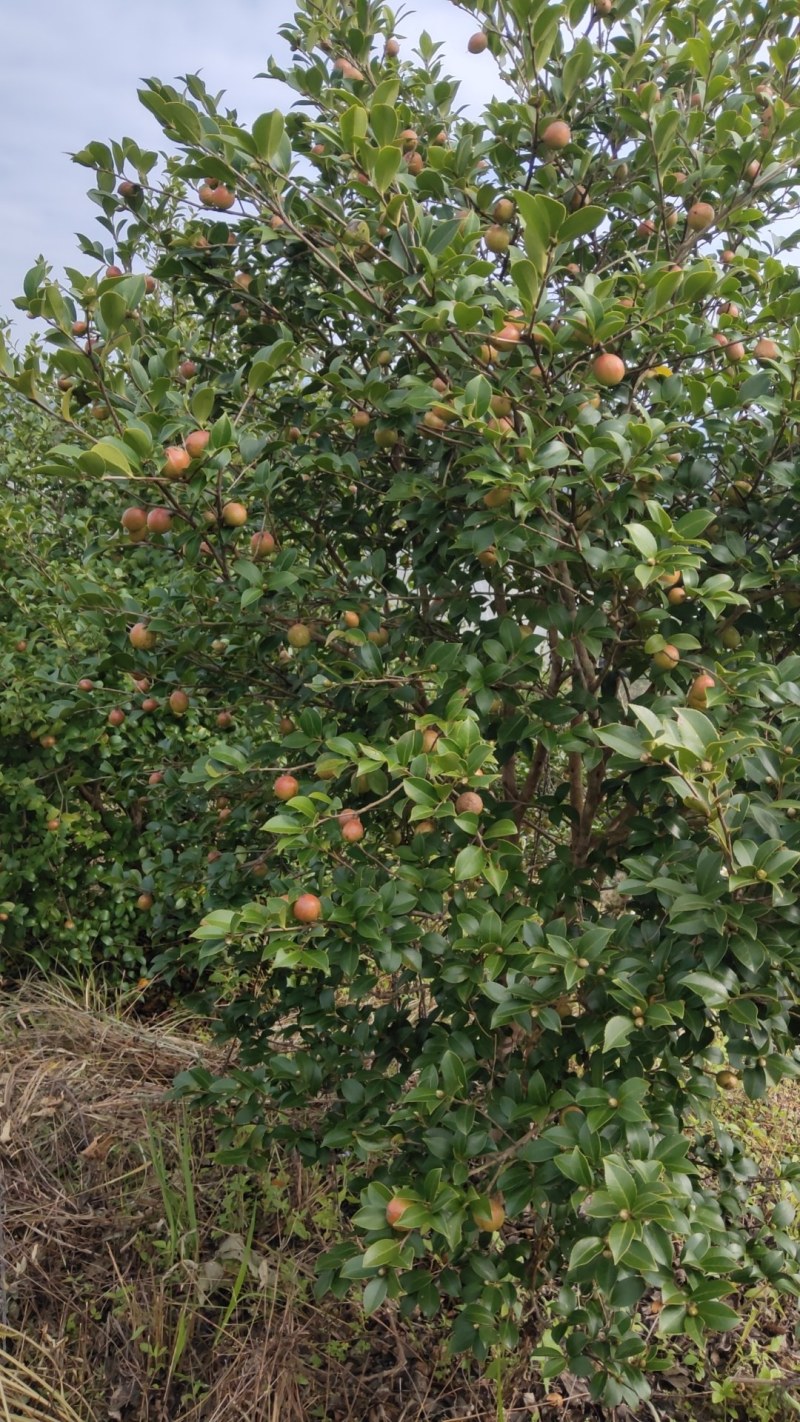 原生态油茶果