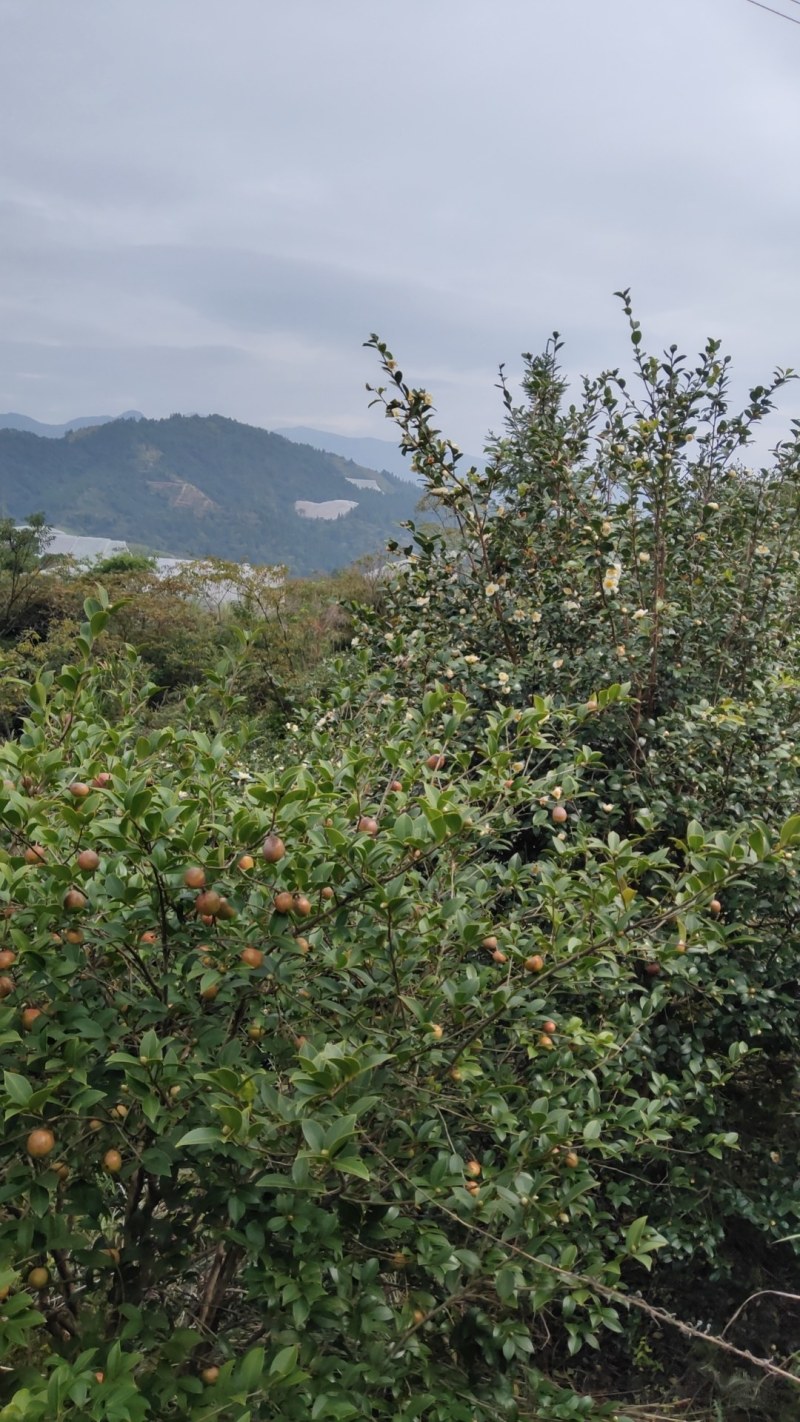 原生态油茶果