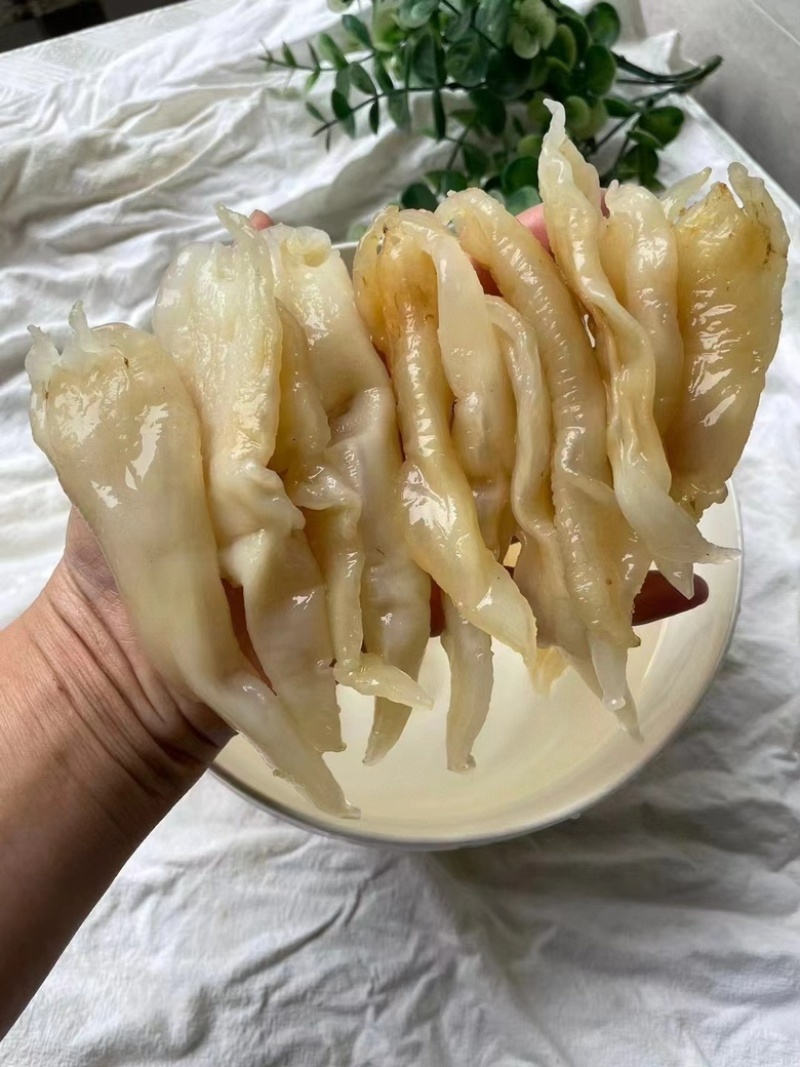 110头北海胶