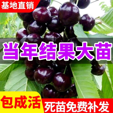 果园直发车厘子大樱桃树苗黑珍珠弗里斯克保真品种成活