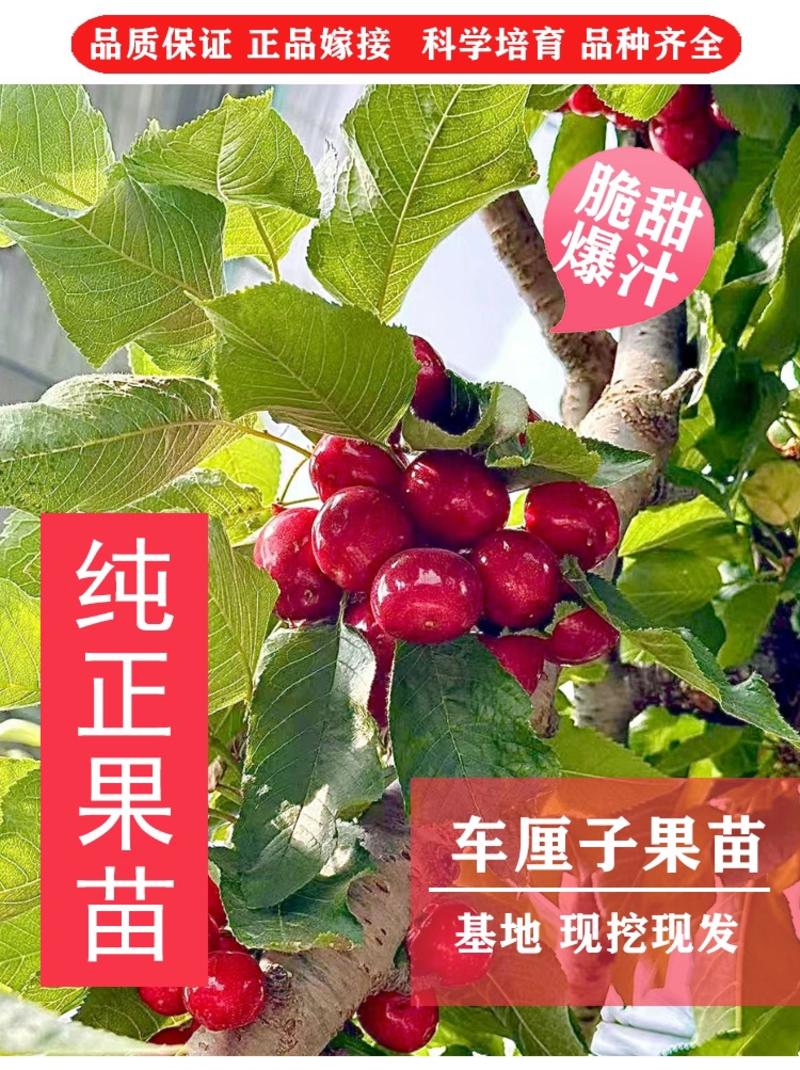 车厘子大樱桃树苗黑珍珠拉宾斯适合南北方果园直发提供技术
