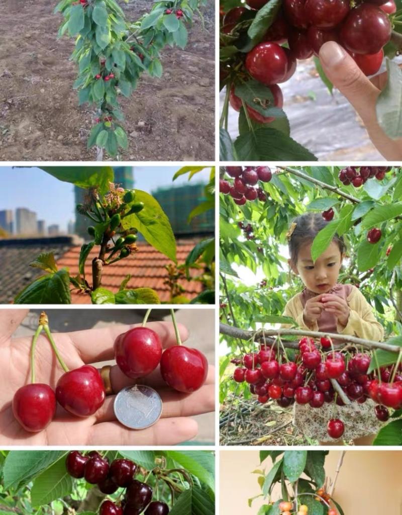 车厘子大樱桃树苗黑珍珠拉宾斯适合南北方果园直发提供技术