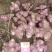 河南精品洋姜品质菊芋量大质优一手货源菊芋价格优惠