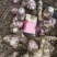 河南精品洋姜品质菊芋量大质优一手货源菊芋价格优惠