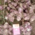 河南精品洋姜品质菊芋量大质优一手货源菊芋价格优惠