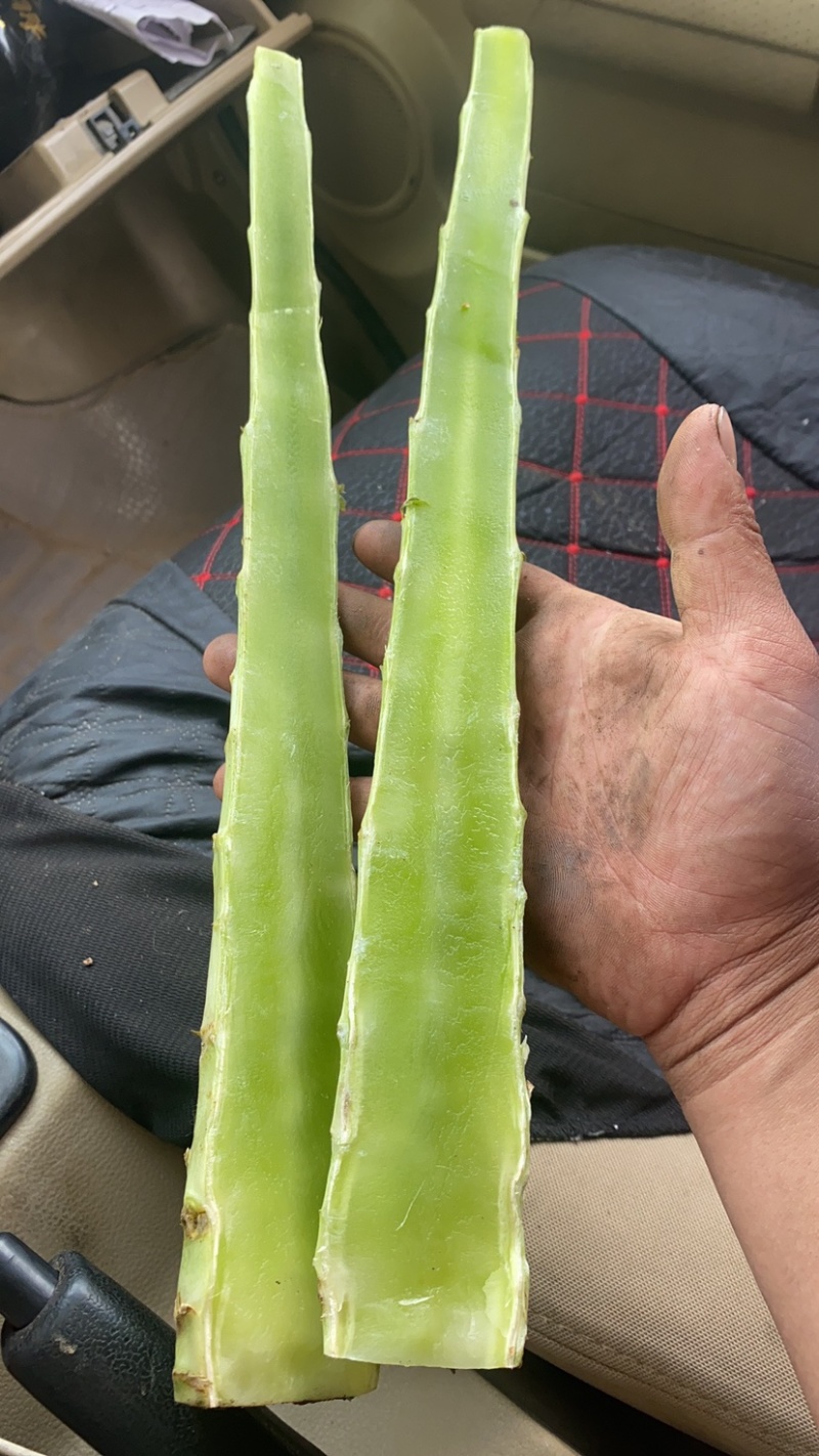 山东莴苣杆红叶莴笋精品大量滞销特价供应