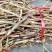 新鲜春砂仁根阳春春砂仁鲜根产地直发