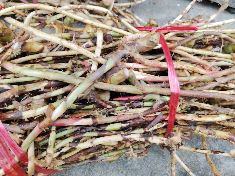 新鲜春砂仁根阳春春砂仁鲜根产地直发