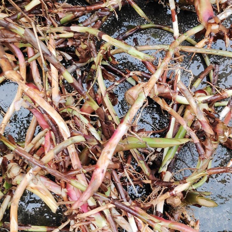 新鲜春砂仁根阳春春砂仁鲜根产地直发